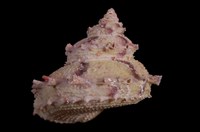 藏品(雷神星螺)的圖片